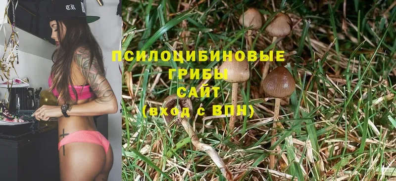 сколько стоит  Новое Девяткино  Псилоцибиновые грибы Psilocybine cubensis 